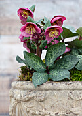 Christrose (Helleborus) „Dorothy's Dawn“ in Pflanzgefäß aus Stein