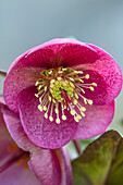 Christrose (Helleborus) 'Dorothy's Dawn'