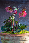 Christrose (Helleborus 'Penny's Pink') im Tontopf