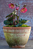 Christrose (Helleborus 'Penny's Pink') im Terrakottatopf
