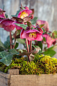 Christrosen (Helleborus 'Frostkiss Charmer') in Holzkiste mit Moos