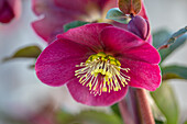 Christrose (Helleborus) "Frostkiss Charmer" in Blüte