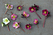 Christrosenblüten (Helleborus) der 'Rodney Davey Marbled Group' auf Betonfläche