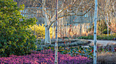 Wintergarten in Sussex: Purpurfarbene Erika und Himalaya-Birken (Betula utilis var. jacquemontii) entlang des Pfades