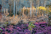 Winterlicher Garten mit lila Heidekraut und Himalaya-Birken