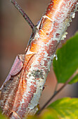 Nahaufnahme von abblätternder Rinde der Schwarzbirke (Betula nigra 'Heritage')