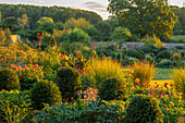 Englischer Landgarten mit Blumenrohr (Canna), Dahlien (Dahlia) und Gräsern im Abendlicht
