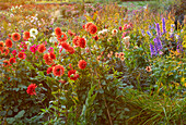 Spätsommerlicher Garten mit Dahlien (Dahlia 'Taratahi Ruby') und Rittersporn (Delphinium) im Abendlicht