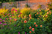 Blumenbeet mit Schmuckkörbchen (Cosmos) und Dahlien (Dahlia 'Crazy Legs') vor Backsteinmauer im Abendlicht