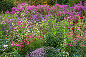 Bunte Herbststauden mit Astern, Dahlien und Salbei im Gartenbeet