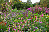 Blumenreiche Wiese mit Astern und Dahlien im Spätsommer, Nottinghamshire