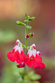 Salbei mit rot-weißen Blüten (Salvia 'Hot Lips')