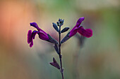 Salbei (Salvia 'Nachtvlinder') mit dunkelvioletten Blüten