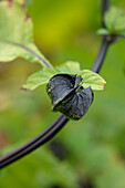 Samenkapsel der Giftbeere (Nicandra physalodes) im Garten