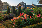 Formaler Garten mit geschnittenem Eiben-Topiary und Dahlien im Spätsommer