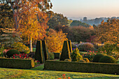 Herbstlicher Garten mit Buchsbaumhecken und Birken im Sonnenaufgang