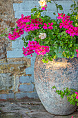 Terrakottatopf mit pinken Geranien (Pelargonium) auf Terrasse vor blauer Wand