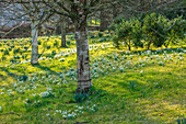 Schneeglöckchen (Galanthus) im Februar auf Wiese