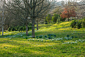 Schneeglöckchen (Galanthus) im Februar auf Wiese in Rockcliffe Garden, Gloucestershire