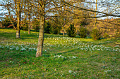 Schneeglöckchen (Galanthus) im Februar auf Wiese, Gloucestershire