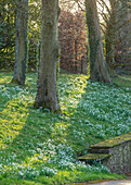 Schneeglöckchen (Galanthus) auf Wiese im englischen Garten im Februar