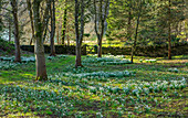 Schneeglöckchen (Galanthus) im Naturgarten in Gloucestershire, Februar