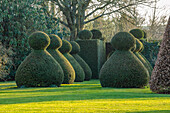Getrimmte Buchsbaum-Figuren im Wintergarten in Gloucestershire