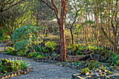 Kiesweg durch schattigen Waldgarten mit Zimtahorn (Acer griseum)