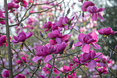 Magnolie (Magnolia) 'Felix Jury' in voller Blüte im Frühling