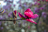Magnolie (Magnolia) 'Felix Jury' in voller Blüte im Frühling