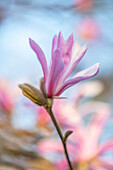 Magnolie (Magnolia x loebneri) 'Leonard Messel' mit rosa Blüten im Frühling