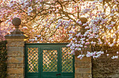 Blühender Magnolienbaum (Magnolia x soulangeana) im Frühlingsgarten