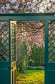 Grünes Gartentor mit blühenden Magnolien (Magnolia x soulangeana) und Kirschpflaumen (Prunus cerasifera 'Pendula') im Frühling