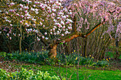Magnolie (Magnolia x soulangeana) und Kirschpflaume (Prunus cerasifera) in voller Blüte im Frühlingsgarten