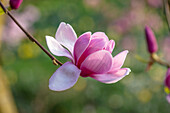 Magnolie (Magnolia x soulangeana) "San Jose" in voller Blüte im Frühling