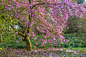 Blühender Magnolienbaum (Magnolia x soulangeana) im Frühlingsgarten