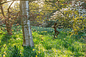 Frühlingsgarten mit Narzissen und blühenden Magnolien