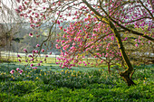 Blühende Magnolien (Magnolia x soulangeana) im Frühling