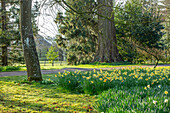 Narzissen (Narcissus) entlang einer Allee im Frühlingsgarten