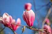 Magnolie (Magnolia) 'Anne Ross' blüht im Frühling