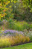 Bunte Sommerpflanzenrabatte mit Gräsern und Astern (Aster frikartii 'Mönch')