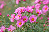 Astern (Aster novae-angliae 'Rosa Sieger') im Garten