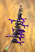 Salbei (Salvia 'Amistad') mit tiefvioletten Blüten