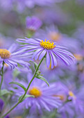Aster (Aster x frikartii 'Mönch') im herbstlichen Garten