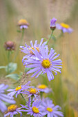 Aster (Aster x frikartii 'Mönch') im Herbstgarten mit violetten Blüten