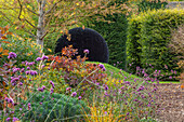 Herbstgarten mit Perückenstrauch (Cotinus), Eisenkraut (Verbena bonariensis) und Formschnitt bei Hecken