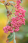 Eberesche (Sorbus hupehensis 'Pink Pagoda') mit pinkfarbenen Beeren