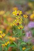 Gelbe Blüten der Rudbeckie (Rudbeckia subtomentosa) 'Henry Eilers'