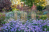 Bunte Sommerblumenpracht mit Astern (Aster x frikartii "Mönch") und Prachtkerzen (Gaura) im Gartenbeet