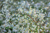 Weiße Blüten der Myrten-Aster (Symphyotrichum ericoides) im Herbst